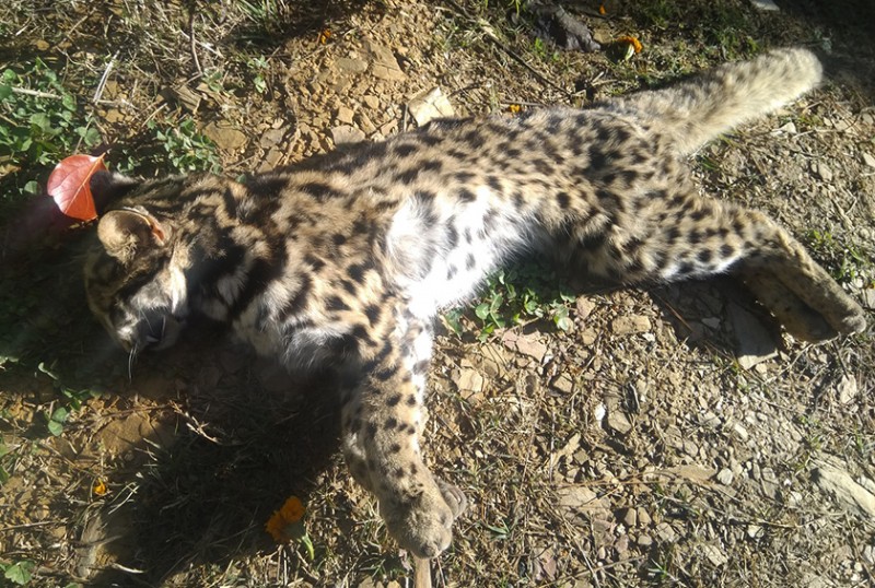 चितुवाको बच्चा मृतावस्थामा भेटियो